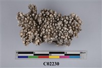 藏品(珊瑚化石)的圖片